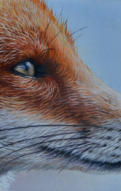 Foxy by Sam Dolman