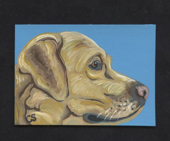 ACEO ATC Original Painting Yellow Labrador Retriever Pet Dog Art-Carla Smale