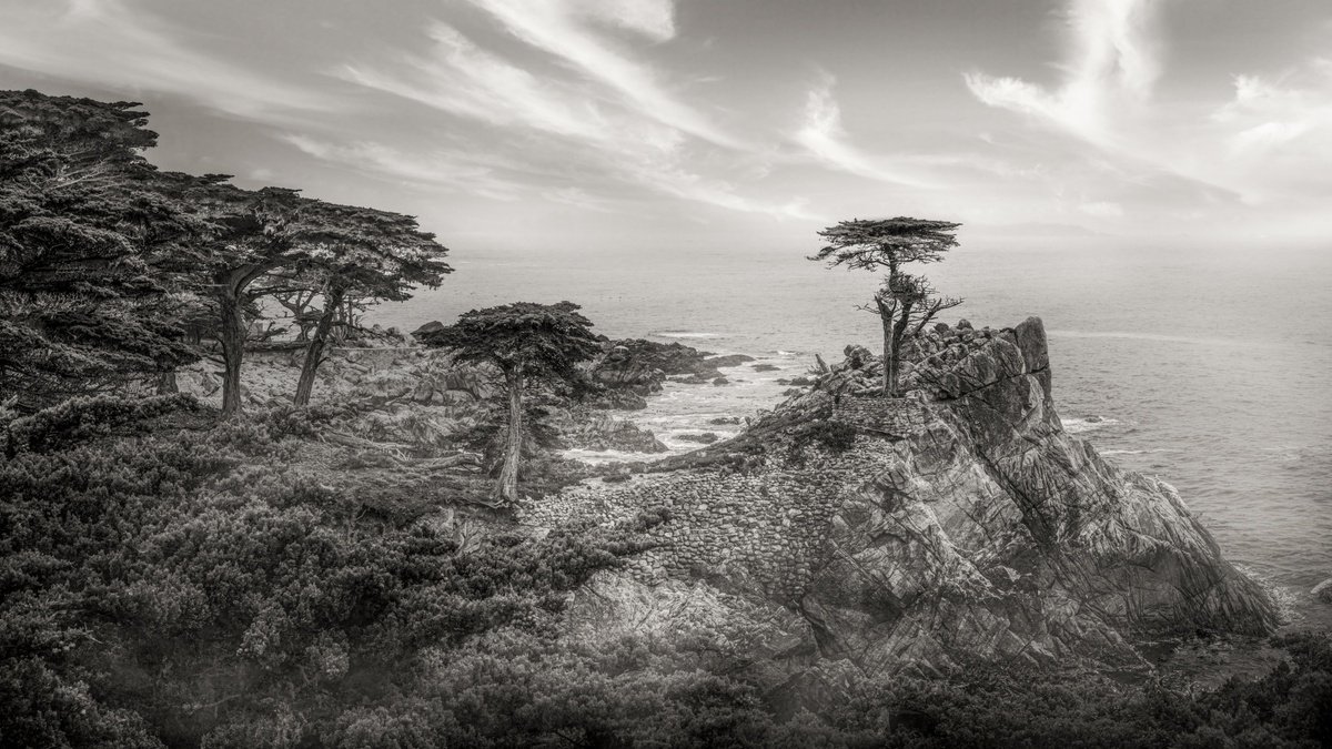 Photorealistic Landscape Photograph By Harv Greenberg, 43 X 24, Monterey Cypress, Original Artwork