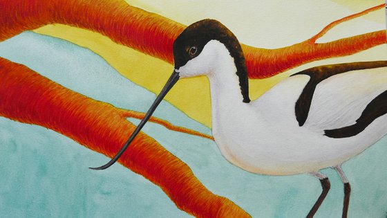 Piet avocet birds