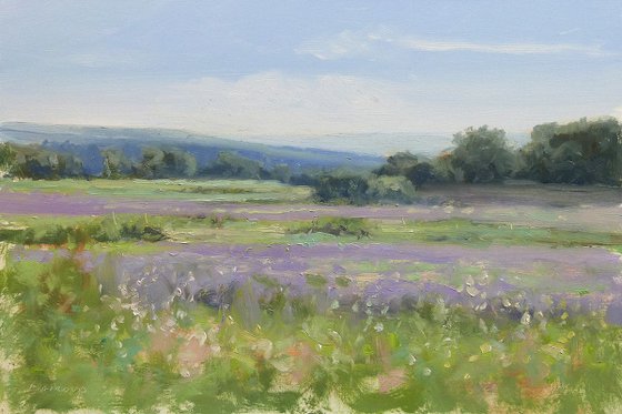 Lavender near Grignan