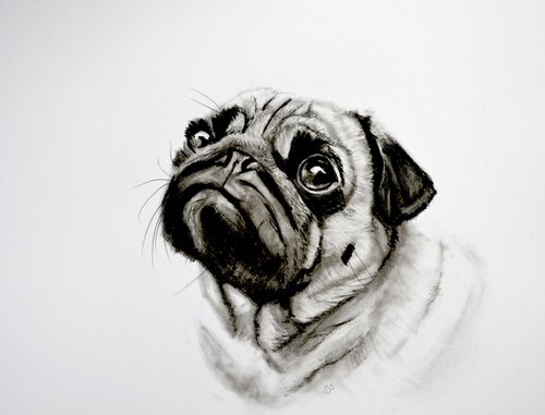 Charcoal Pug by Sarah Stowe