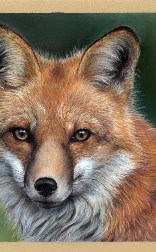 Young fox by Tatjana Bril
