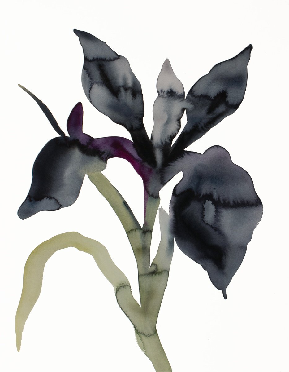 Expressive Botanical Watercolour By Elizabeth Becker, 16 X 20, Iris No. 202, Original Artwork