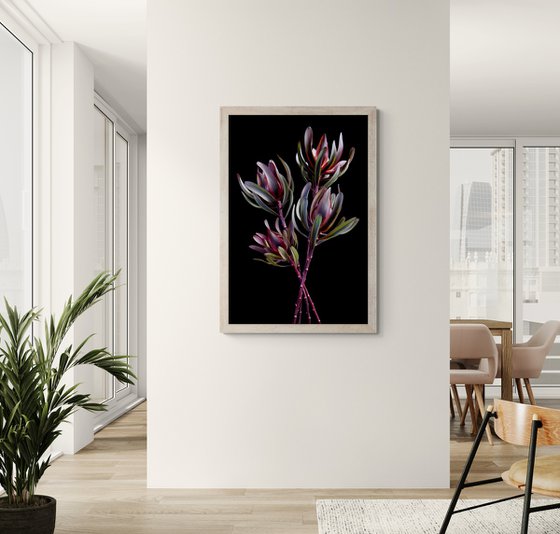 Leucadendron Salignum
