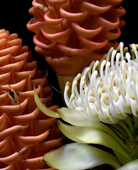 White Waratah & Beehive Ginger