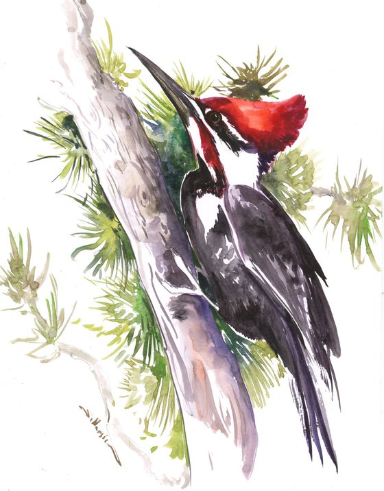 Pileated Woodpecker