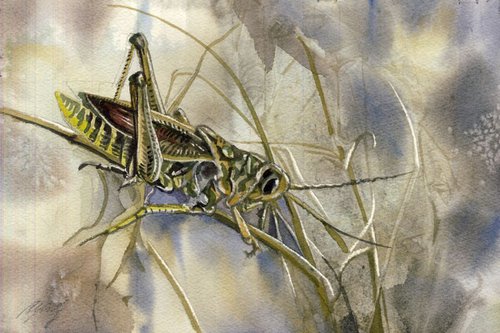 Grasshopper by Alfred  Ng