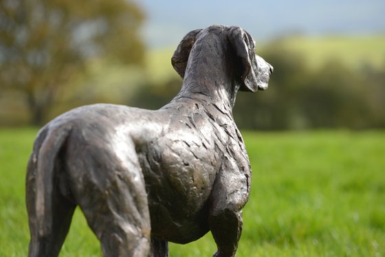 Pointing Weimaraner FB