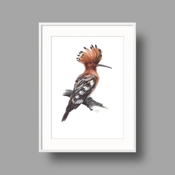 Eurasian Hoopoe