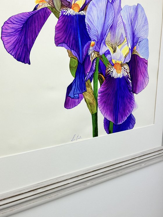 Purple Iris Original Watercolour Painting