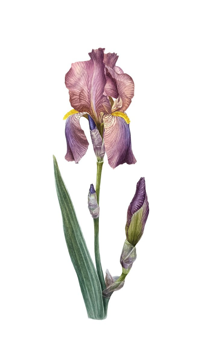 Photorealistic Botanical Watercolour By Yuliia Prokopchuk, 9 X 17", Lilac Iris Painting, Original Artwork