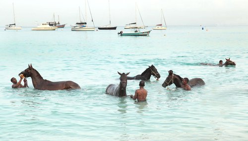 Barbados Racehorses by Paul Berriff OBE