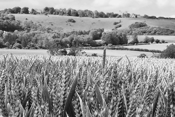 Wheatfield in the South Downs