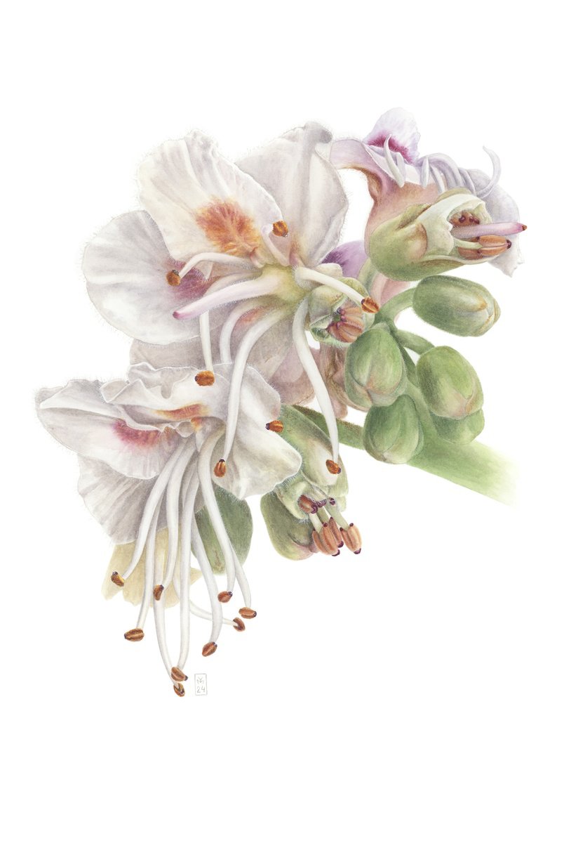 Photorealistic Botanical Watercolour By Yuliia Moiseieva, 15 X 22", Macro Of Chestnut Flower, Original Artwork