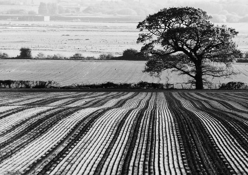 Tree and Ploughed Field [Framed; also available unframed] by Charles Brabin