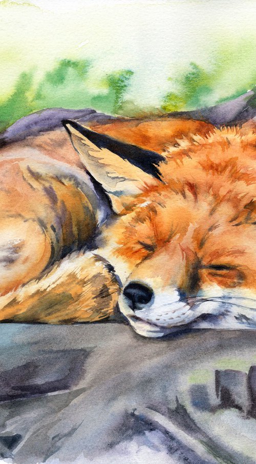 Sleeping Fox by Anjana Cawdell