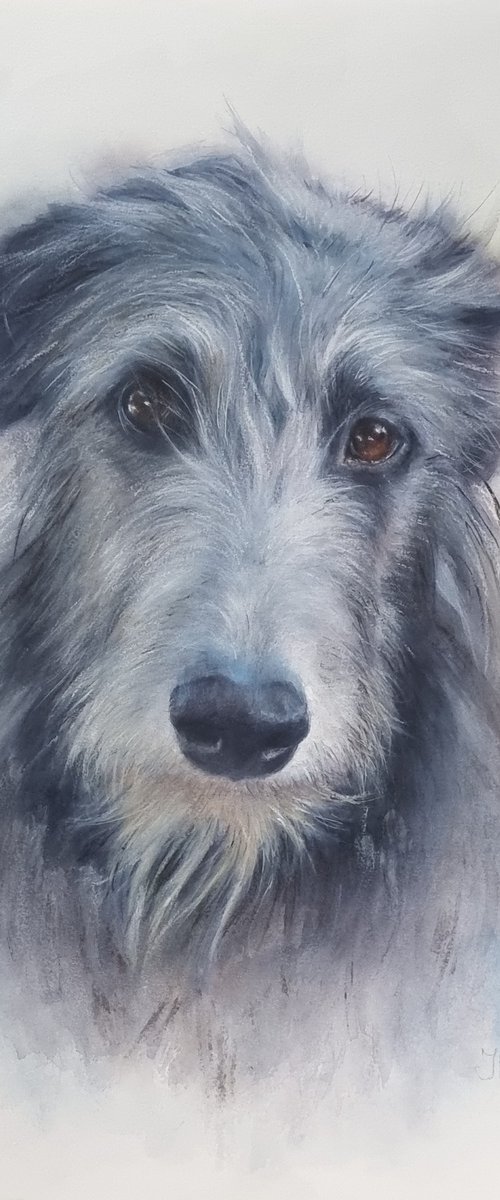 Deerhound Portrait by Irina Kryuchkova