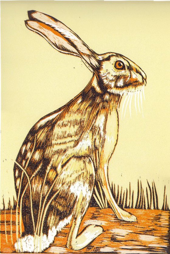Yellow Hare