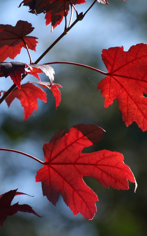 Red leaves by Sonja  Čvorović