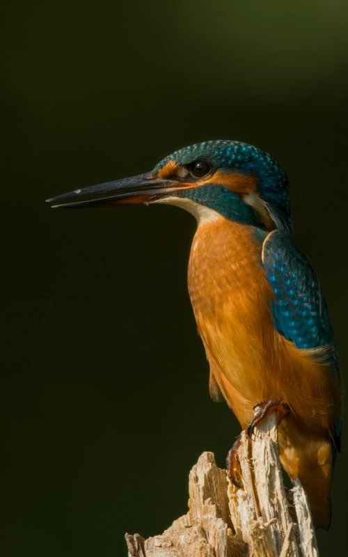 Birds | Alcedo atthis by Boris Belchev