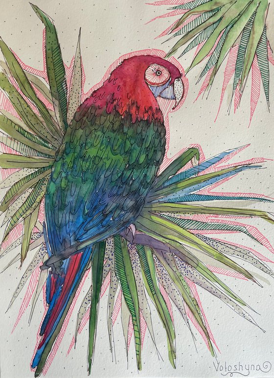 Colored parrot