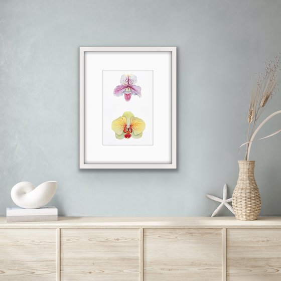 Two orchids. A series of original watercolour artwork.