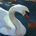 Swan
