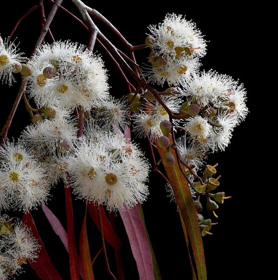 Eucalyptus Melliodora
