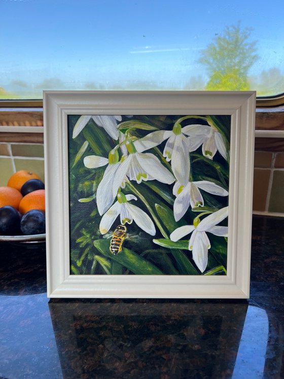 Snowdrops and Bee