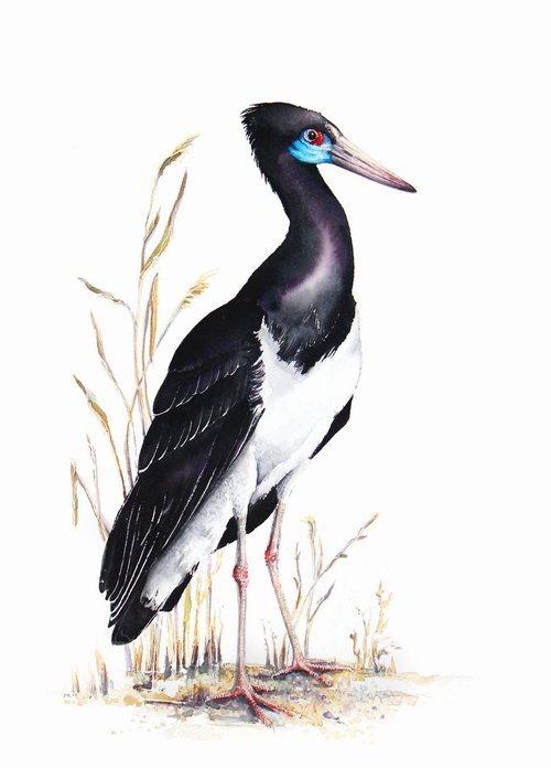 Abdim's stork,  birds, wildlife watercolours by Karolina Kijak
