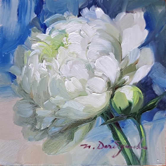 Peony flower white