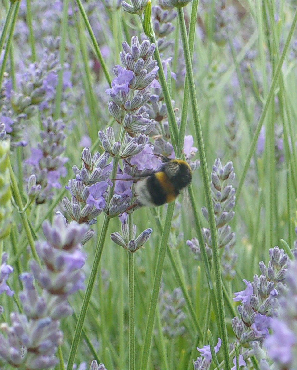Bee with lavender by Tim Saunders