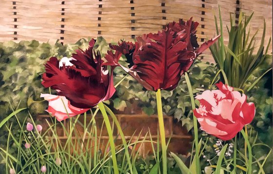 Parrot Tulips