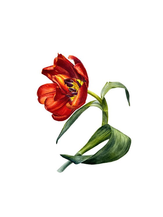Red fiery tulip