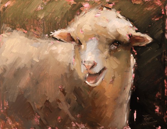 Poll Dorset Sheep Study