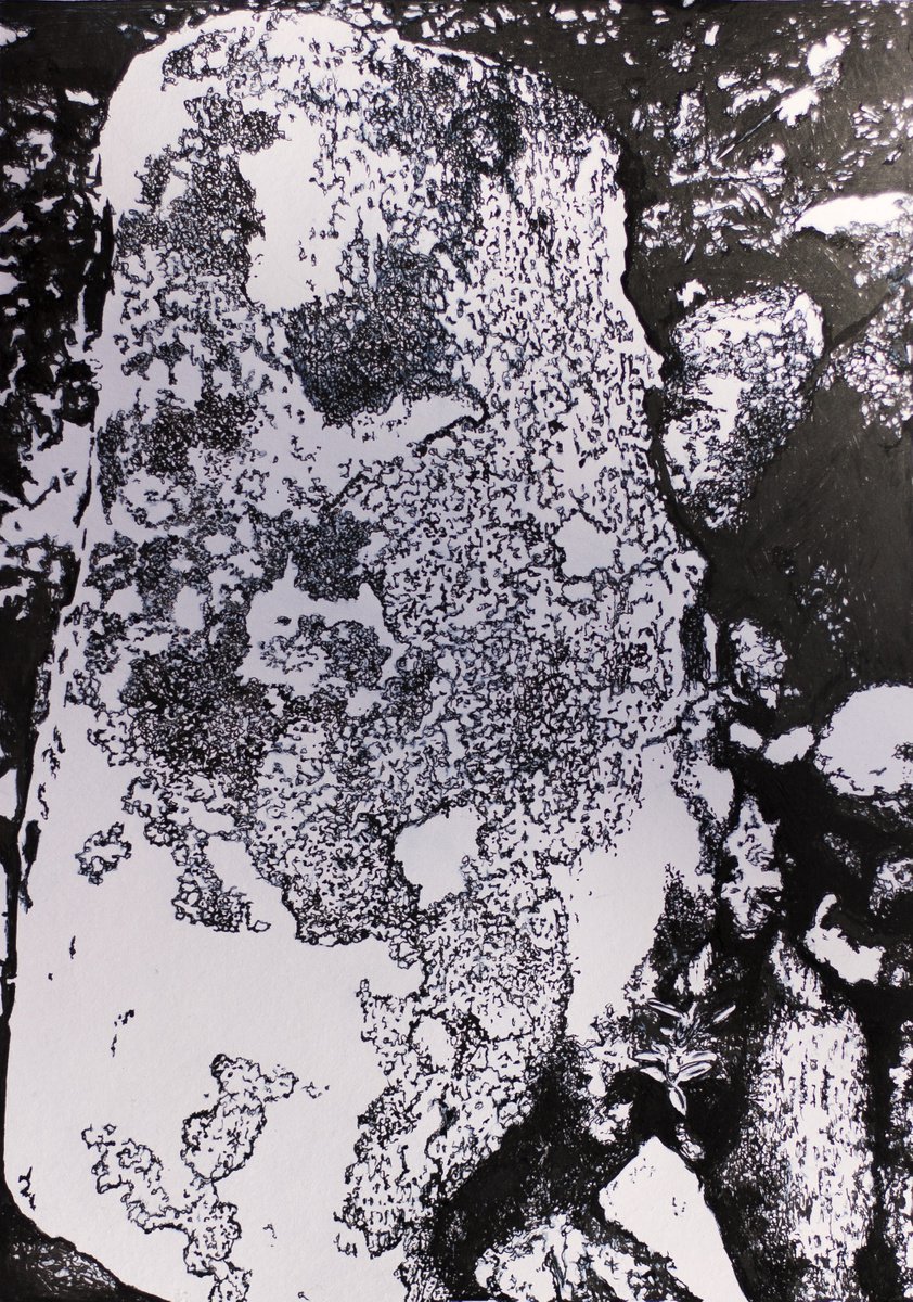 Arctic lichens study by Przemek Kr?t