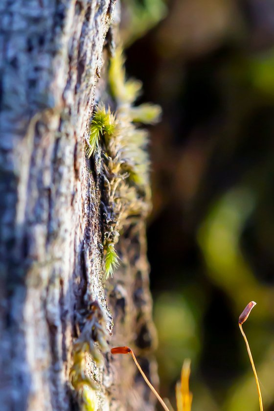 Forest's eye