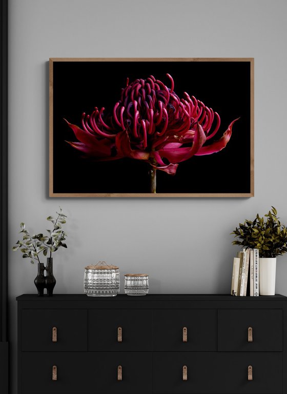 Waratah Withered