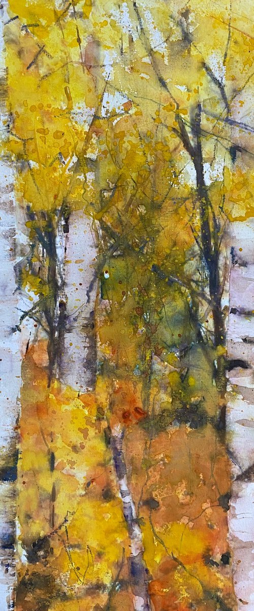 Silver Birch Tree Trunks by Teresa Tanner