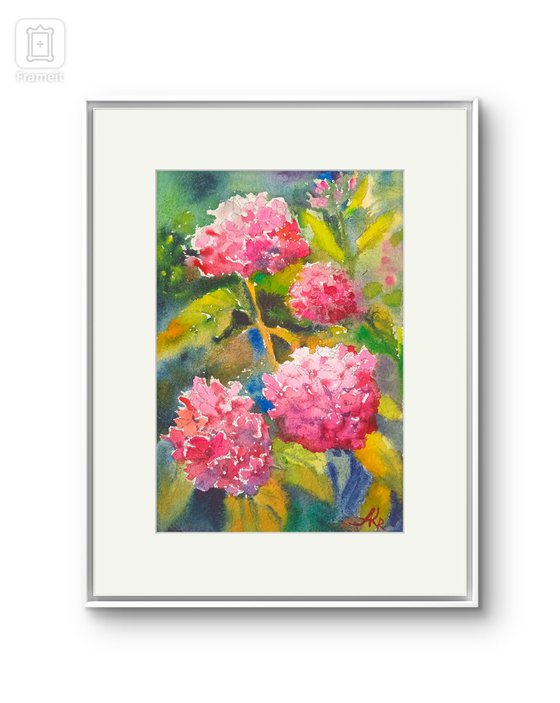 Pink Hydrangeas flowers