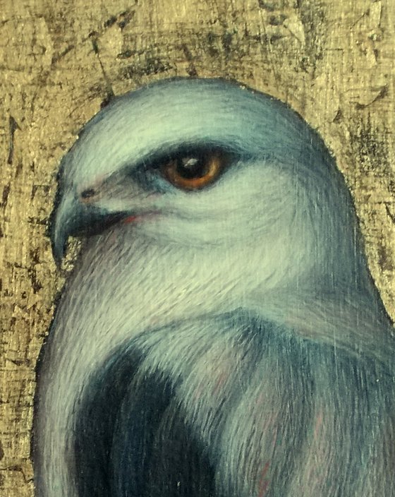 birds "White hawk"