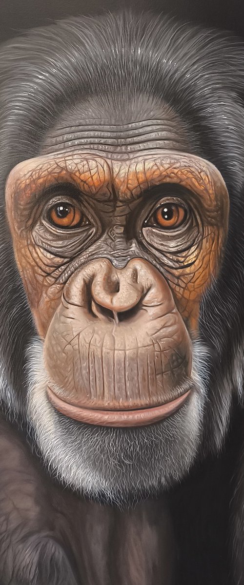 The Gaze of Chimpanzee by Tigran Araqelyan