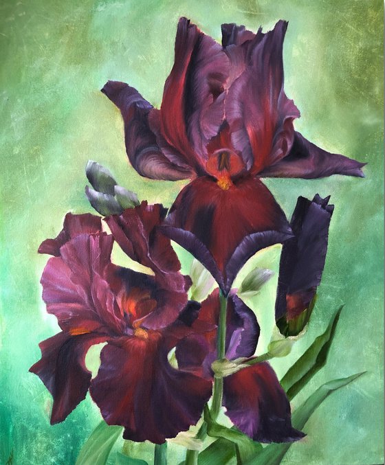 Play with Fire Irises
