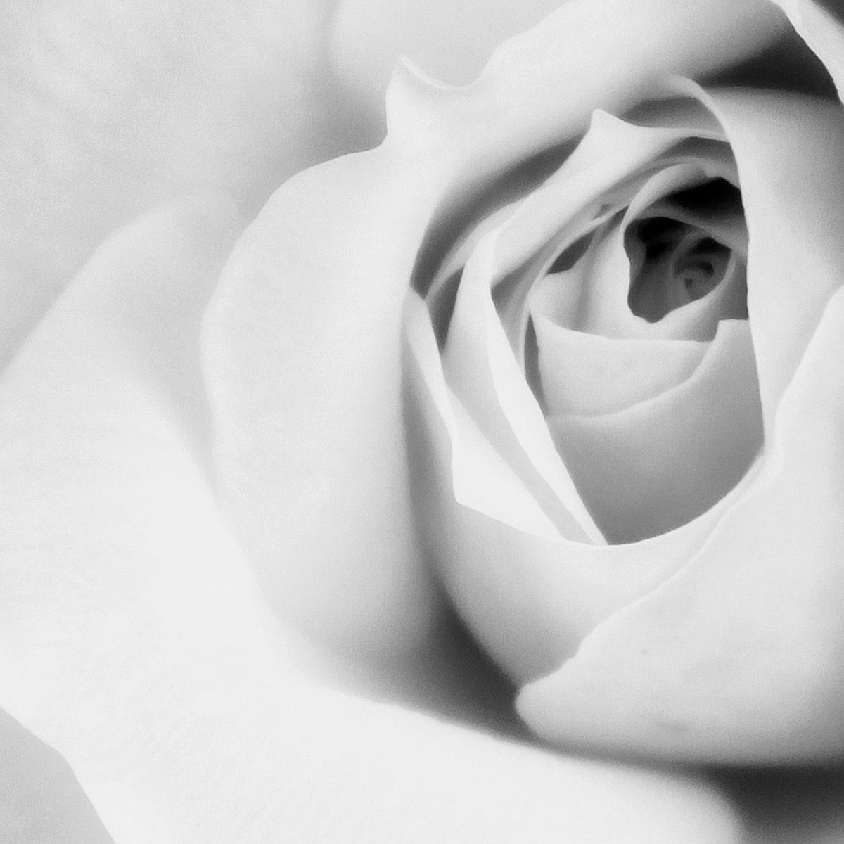 Impressionistic Botanical Photograph By William Dey, 22 X 22", Citrine Rose Noir Palm Springs Ca, Original Artwork