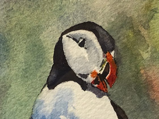 Puffin