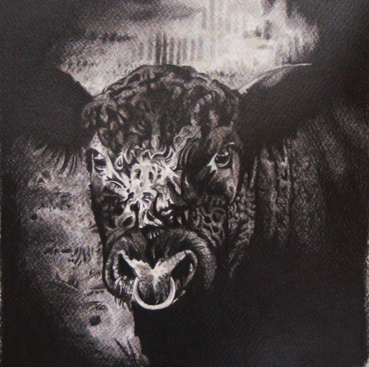 Galloway Bull by Joanne Hill