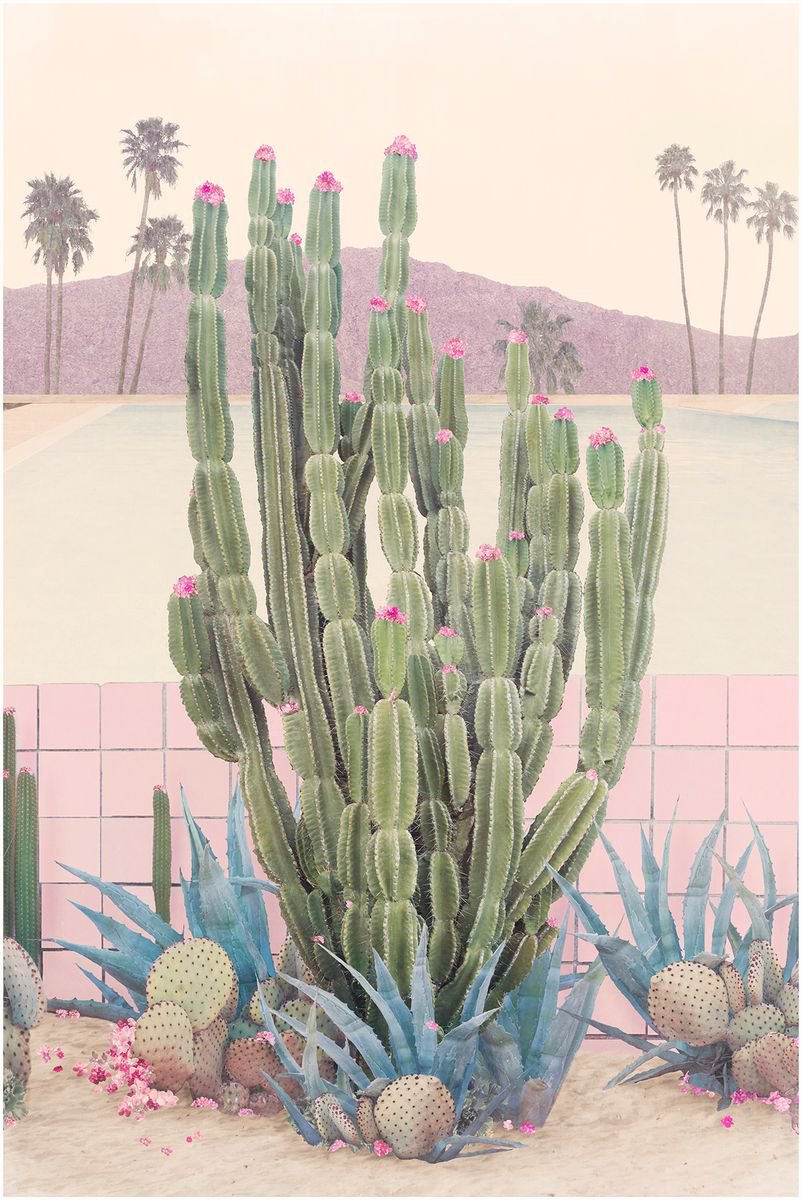 Cactus Springs by Nadia Attura