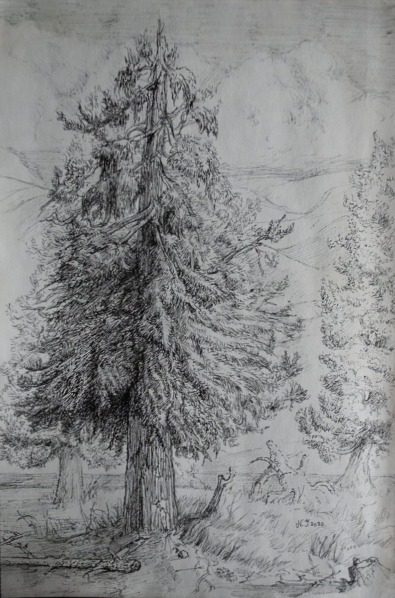 Ink Drawing , Pines Ii By Nikola Ivanovic, 8 X 12, Artwork For Sale On Artfinder