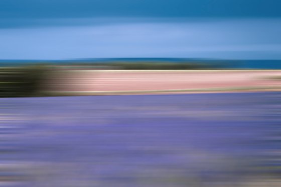 LAVENDER IN PROFUSION